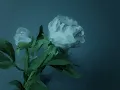 Chad Lawson - the gentle undoing (solo piano / Visualizer)