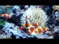 Smooth Bossa Nova Music in Seaside Coffee Shop Ambience ~ Instrumental Jazz Music for Work, Study