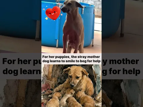 The Painful Truth Behind A Mother Dog's Begging Smile - #handsofkindness #shorts