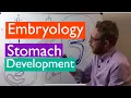 Stomach development Embryology