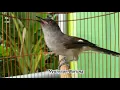 Download Lagu Suara TAJAM dari Murai Air satu ini AMPUH untuk PIKAT Lawannya yang Kurang Bunyi