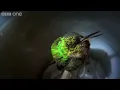 Snoring hummingbird - Super Cute Animals - BBC