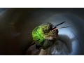 Download Lagu Snoring hummingbird - Super Cute Animals - BBC