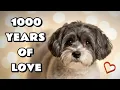 Is the Shih-Poo Really the Perfect Dog Here s What We Found