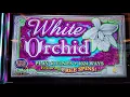 100 BET HUGE WIN WHITE ORCHID FREE SPINS - HARD ROCK TAMPA HIGH LIMIT 25cents Denom