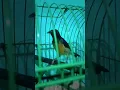 Download Lagu absen pecinta kolibri kelapa / korlap/manggar/wiceh #shorts #kolibrikelapa #hummingbird #korlapgacor