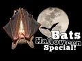 How Bats Became the Symbol for Halloween