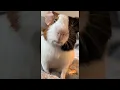 Download Lagu Guinea Pig Making Funny Sounds || ViralHog