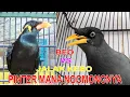 Download Lagu 2 Burung yg bisa ngomong seperti manusia, burung jalak kebo dan Burung Beo