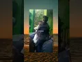Download Lagu video lucu bocil ff gelut #memes #short#hiburan #bocilepepe #viral