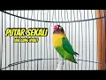 Download Lagu Lovebird NGEKEK PANJANG AHLINYA Memancing Lovebird BUNYI, Putar Sebentar Langsung NYAUT