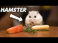 Dwarf Hamster Care - Beginner s Guide