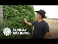 Jim Belushi cannabis farmer