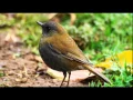 Download Lagu Birdsong, Nightingales Song, Nature Sounds
