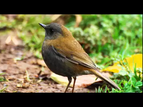 Download MP3 Birdsong, Nightingales Song, Nature Sounds