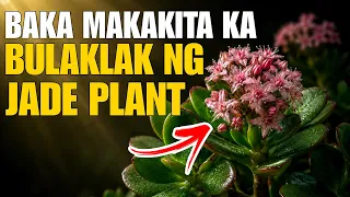 BAKA MAKAPAGPABULAKLAK KA NG HALAMANG JADE PLANT NAPAKASWERTE PALA | Bhes Tv