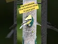 Download Lagu 3 Cara Terbukti untuk Menarik Burung ke Tempat Makan Burung #birdfeeder #birdfeeding #backyardbirdwatching