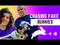 Fast Cat for Beginners Everything You Need to Know