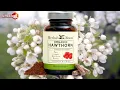 Download Lagu Meidoorn, effect op het cardiovasculaire, zenuwstelsel, spijsverterings  en ademhalingsstelsel