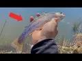 Maryland STOCK TROUT Fishing 2023