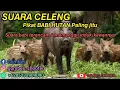 Download Lagu pikat celeng viral suara babi hutan panggil induknya                                      🟡🟡🟡🟡🟡