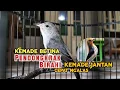 Download Lagu Masteran #Kemade Betina Gacor Memanggil Jantan