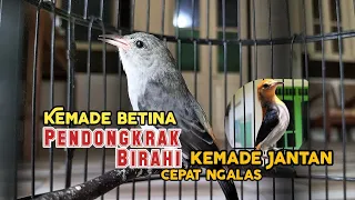beauty decaeum female sound