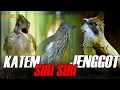 Download Lagu KAPAS TEMBAK GACOR - SIRI SIRI - CUCAK JENGGOT