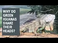 Why Do Green Iguanas Shake Their Heads papaatthezoo