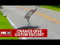 Only in Florida Sandhill cranes help alligator cross road