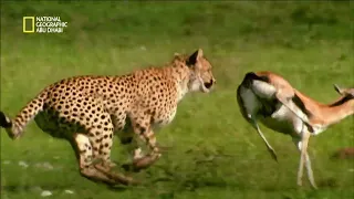 أسبوع القطط الكبيرة هجوم القطط الكبيرة ناشونال جيوغرافيك أبوظبي 