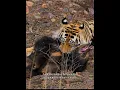 Download Lagu Keberanian Harimau Saat Menyerang Beruang