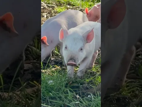 Clever Piggies🐷 Learn about PIGS for Kids
