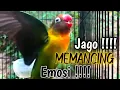 Lagu Masteran burung Lovebird,suara burung Lovebird ngekek panjang
