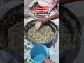 Download Lagu Ternak ayam kampung dengan pakan ayam murah bergizi @supercaktris #shorts