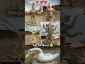 Download Lagu My All Murti Making Ram,Ganesh Duck,Mahadev| ❤️🥰 #shorts #trending