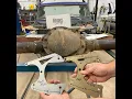 GM 12 bolt truck rear axle disc brake conversion kit from Right Stuff and Jegs which one do you need