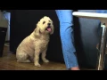 Penn Vet Pets for Life Bringing Veterinary Care to the Community of Philadelphia