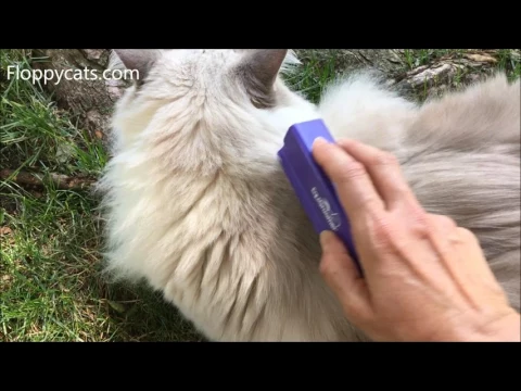 How to Get Mats Out of Cat Fur and Prevent Them in the Future - Dr. Brite