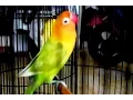 Download Lagu Lovebird ngekek panjang hasil breeding Om Arief Kartasura