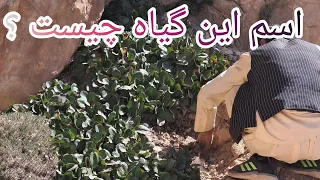                                                                                                  دندنها