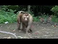 Sharing Dragon Fruits With Monkey Family. All monkey very happy. 🐒🙊☘️🌱🌿