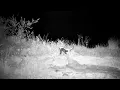 Honey Badger found Dwarf Mongoose Den, 1 escaped, but he kept digging for a while 20/10/26