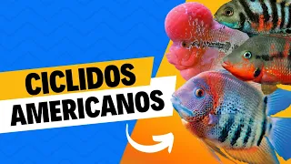 Download Ciclidos Americanos MP3