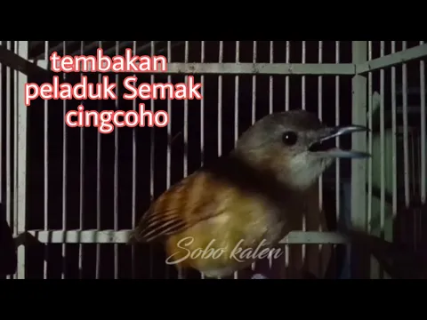 Peladuk Semak gacor full ngebremcingcoho salakan