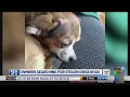 GR pet owners say their dogs were stolen