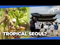 Download Lagu Is climate change causing bananas to grow in Seoul?