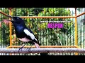Download Lagu PANCINGAN KACER bahan SUSAH bunyi, KACER GACOR NGEPLONG bikin KACER MANAPUN ikut GACOR