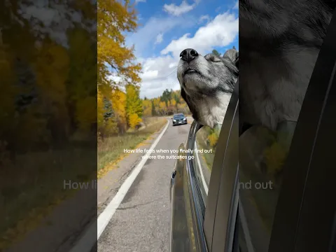 Aspen and ABROAD with Boomer, our 80 pound husky mix