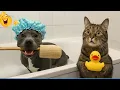 Download Lagu The Funniest Animals That Will Make You Laugh Crazy 😹🐶  Funniest Animals Videos Clips